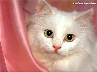 Kedi