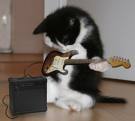 Siyah kedi
