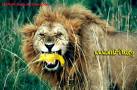 HAYIR