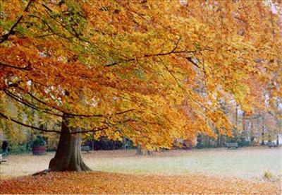 Herfstvakantie?