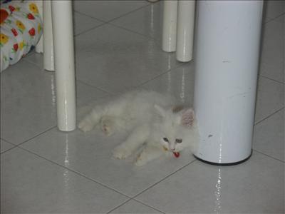 Angora
