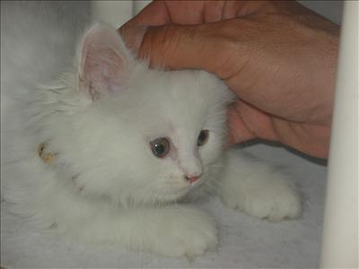 Persiano