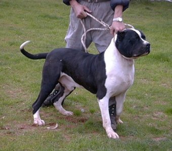 Sosis köpek