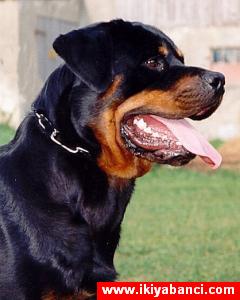 Rottwiller