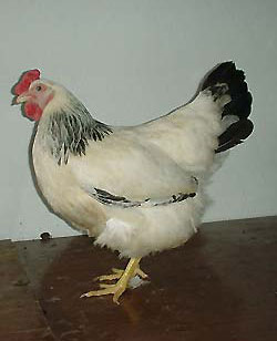 Kararsızım