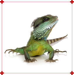 Lézard/reptile/serpent