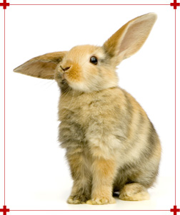Lapin/hamster