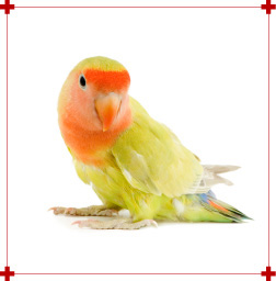 Oiseau