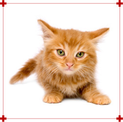 Chat