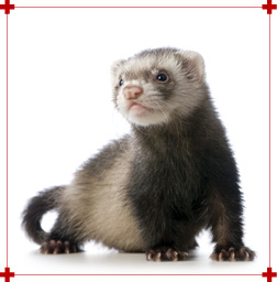 Furet