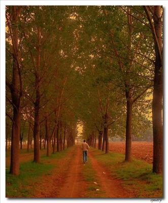 ORMANDA PATİKA BİR YOL