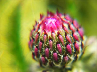 Macro2