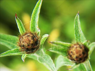Macro1