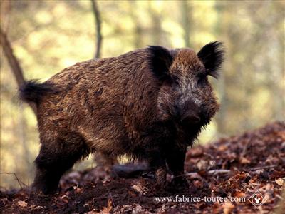 Jaime bien la chasse sa me dérange pas méme si je la pratique pas!