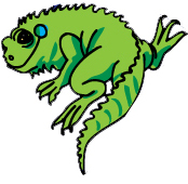 Iguana