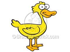 Duck