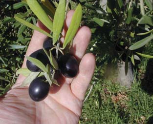 Orhangazi