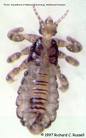 Head lice
