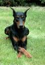 Doberman 