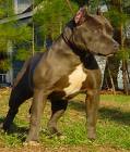 Pitbuul