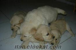 Golden retriver