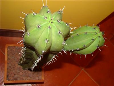 Pianta grassa