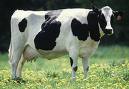 Vache