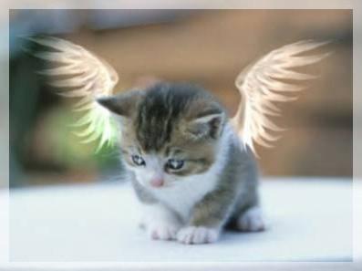 Ange