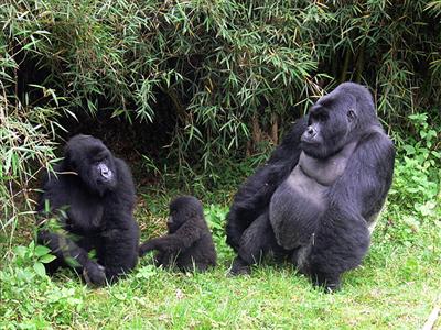 Gorilla