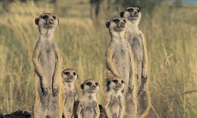 Meerkat