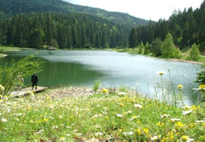 Ayancık