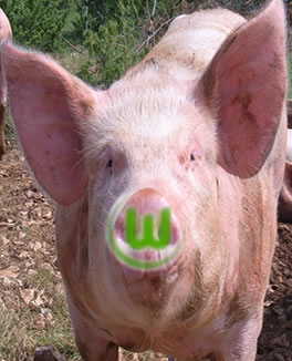 Parce que tout simplement Kästner est un cochon raciste et  rancunier.