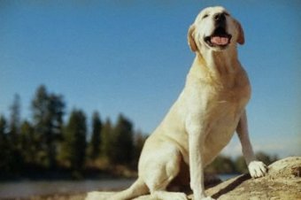 Labrador Retriever