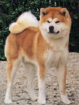 Akita İnu