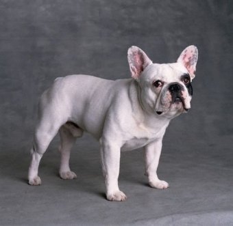 Bulldog