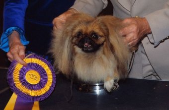 Pekingese