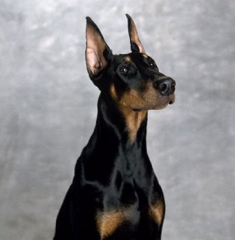 Doberman Pinscher