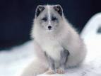 Tilki