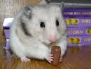 El raton