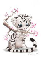 Gato