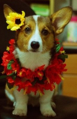 De-pei Chen