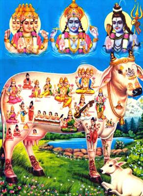 कैसे हम हमारी गाय माता को बचा ये  