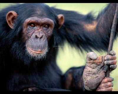 Chimpazee.......