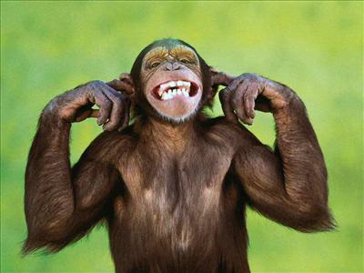 Monkey........