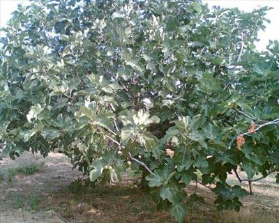 11 Aralık - 31 Aralık