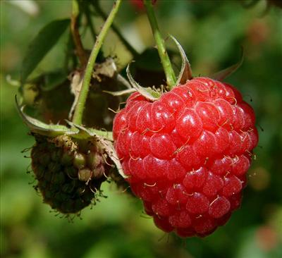 Le jardinier gourmand