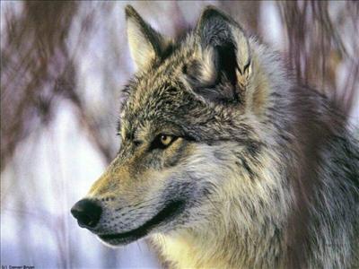 Loup