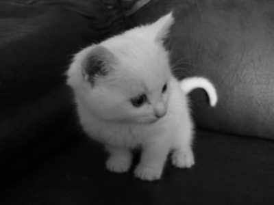 Chat