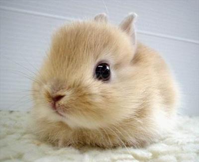 Lapin