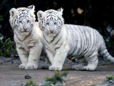 Tigre blanc